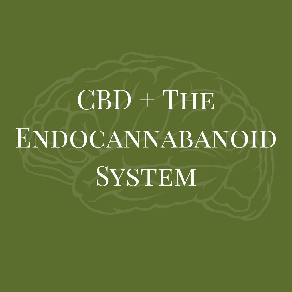 CBD and the Endocannabanoid System